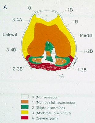 areas of the knee