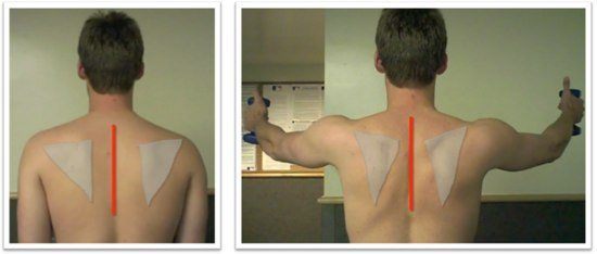 Scapular position