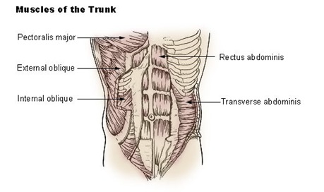 Transverse Abdominis