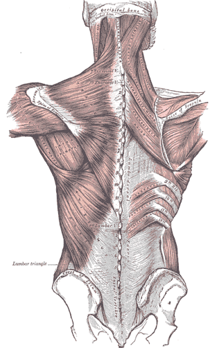 Thoracolumbar Fascia – An Area Rich with Activity